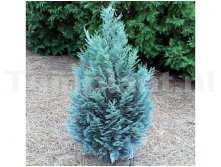 86,9.  Chamaecyparis lawsoniana Pelts Blue.jpg