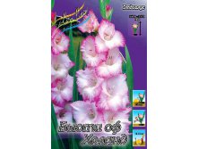 562b3b8d3dea0 818rub. gladiolus byuti of kholandzakazyvaem tolko tselymi upakovkami po 8 sht..jpg