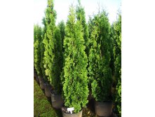 113,3.  Thuja occidentalis Degroots Spire.jpg