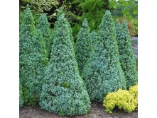 123,2.  Picea glauca Sanders Blue.jpg