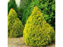 95,7.  Thuja occidentalis Rheingold.jpg