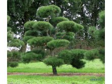 110.  Pinus nigra nigra