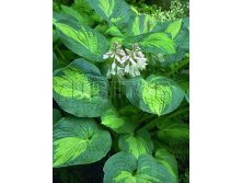 Hosta-Great-Expectations.jpg