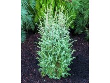 95,7.  Juniperus communis Hibernica.jpg