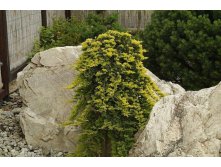 .   juniperus horizontalis golden carpet-  ( )