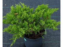 95,7.  Juniperus sabina Rockery Gem.jpg