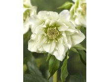 Helleborus Double Ellen white.jpg