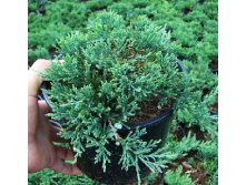 106,7.  Juniperus horizontalis Wiltonii.jpg