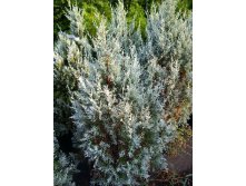 106,7.  Juniperus scopulorum Moonglow.jpg