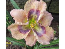 Hemerocallis-water-drops.jpg