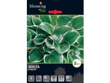 Hosta-Francee.jpg