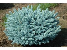 442,2.  Picea pungens Glauca Globosa.jpg