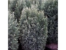 101,2.  Chamaecyparis lawsoniana Snow White.jpg