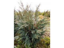 86,9.  Chamaecyparis lawsoniana Pelts Blue.jpg