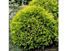 84,7.  Thuja occidentalis Golden Globe.jpg