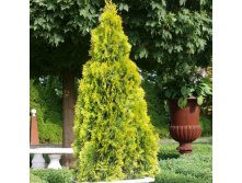 139,7.  Thuja occidentalis Golden Smaragd.jpg