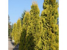 139,7.  Thuja occidentalis Yantar.jpg