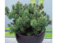  Pinus mugo mugo-86,70