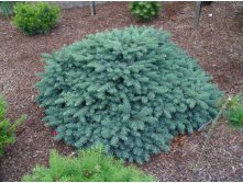 150,7.  Picea abies Waldbrund.jpg