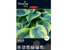 Hosta-First-Frost.jpg