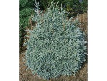 101,2.  Chamaecyparis pisifera Baby Blue.jpg