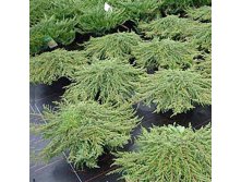 95,7.  Juniperus communis Green Carpet.jpg