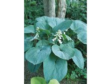 Hosta-Blue-Umbrellas.jpg