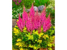 Astilbe-Thunder-and-Lightning-3.jpg