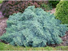 95,7.  Juniperus squamata Blue Star.jpg