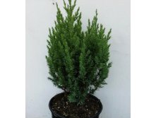 95,7.  Juniperus chinensis Stricta.jpg