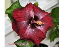 Tahitian Red Beauty