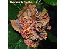 Cocoa Royale