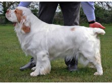 Big 130 fff - Clumber Spaniel.jpg