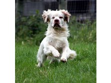 Klamber spaniel 1.jpg