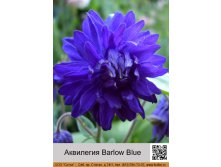  Barlow Blue  1  40