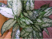 Aglaonema \"First Diamond\"