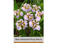   Rikugi Sakura  1  78.00.