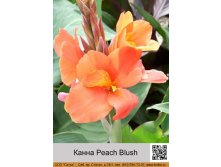  Peach Blush  1  108