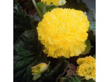    (Fimbriata Yellow) -   2 .,    72 ..jpg