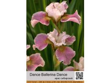   Dance Ballerina Dance  1  78.00.