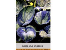  Blue Shadows   323.00.