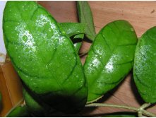 HOYA CALLISTOPHYLLA