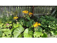    ( Ligularia dentata)