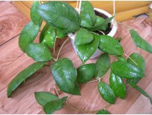 HOYA CALLISTOPHYLLA