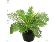    Blechnum Silver-Lady.- 350- 450  .