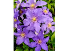 Clematis () Fryderyk Chopin 5+ QE  - 145.jpg