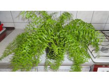   (Nephrolepis Bisserata Furcans)-