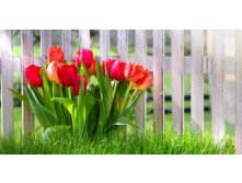 B-beautiful tulips-1510958.jpg