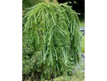 Larix () decidua Puli - 45,16