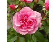 Rosa () The Perse Rose C5.5 - 21,06